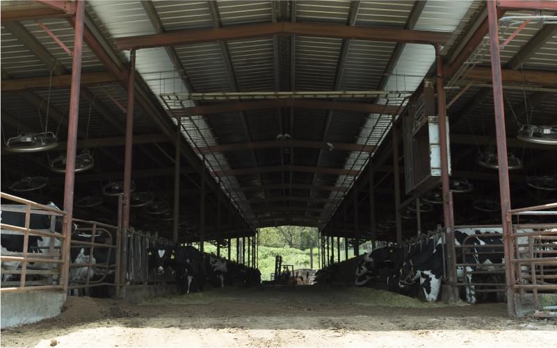 健康な乳牛がのびのび育つフリーストール牛舎